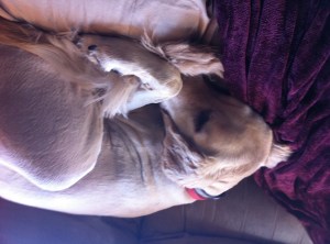 Mr. Bubbles....in attack mode.